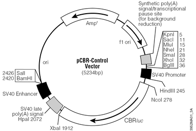 pCBR-Control Vector.
