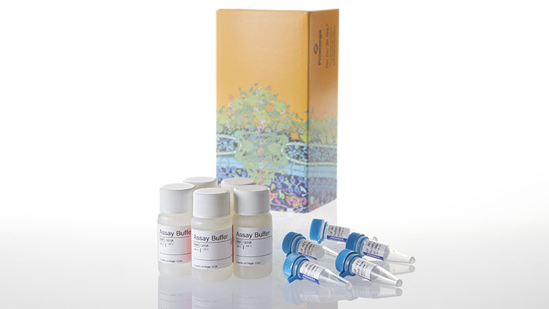 G6081_CellTiter-Fluor--Cell-Viability-Assay_3