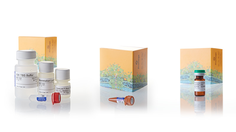 G6500_HaloTag-Mammalian-PullDOwn_Labeling-System3