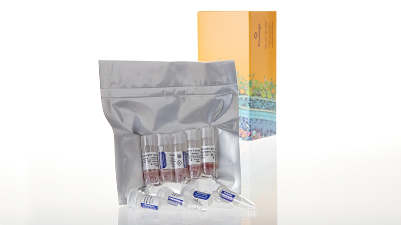 L4960_Rabbit Reticulocyte Lysate- Nuclease-Treated_3