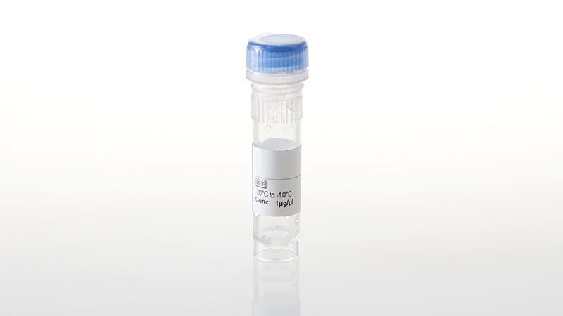 NV2921_NanoLuc--CHEK1 Fusion Vector- 20ug