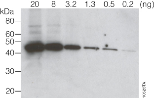 Western blot (immunoblot) for β-actin in cytoplasmic lysate from HEK293T cells.