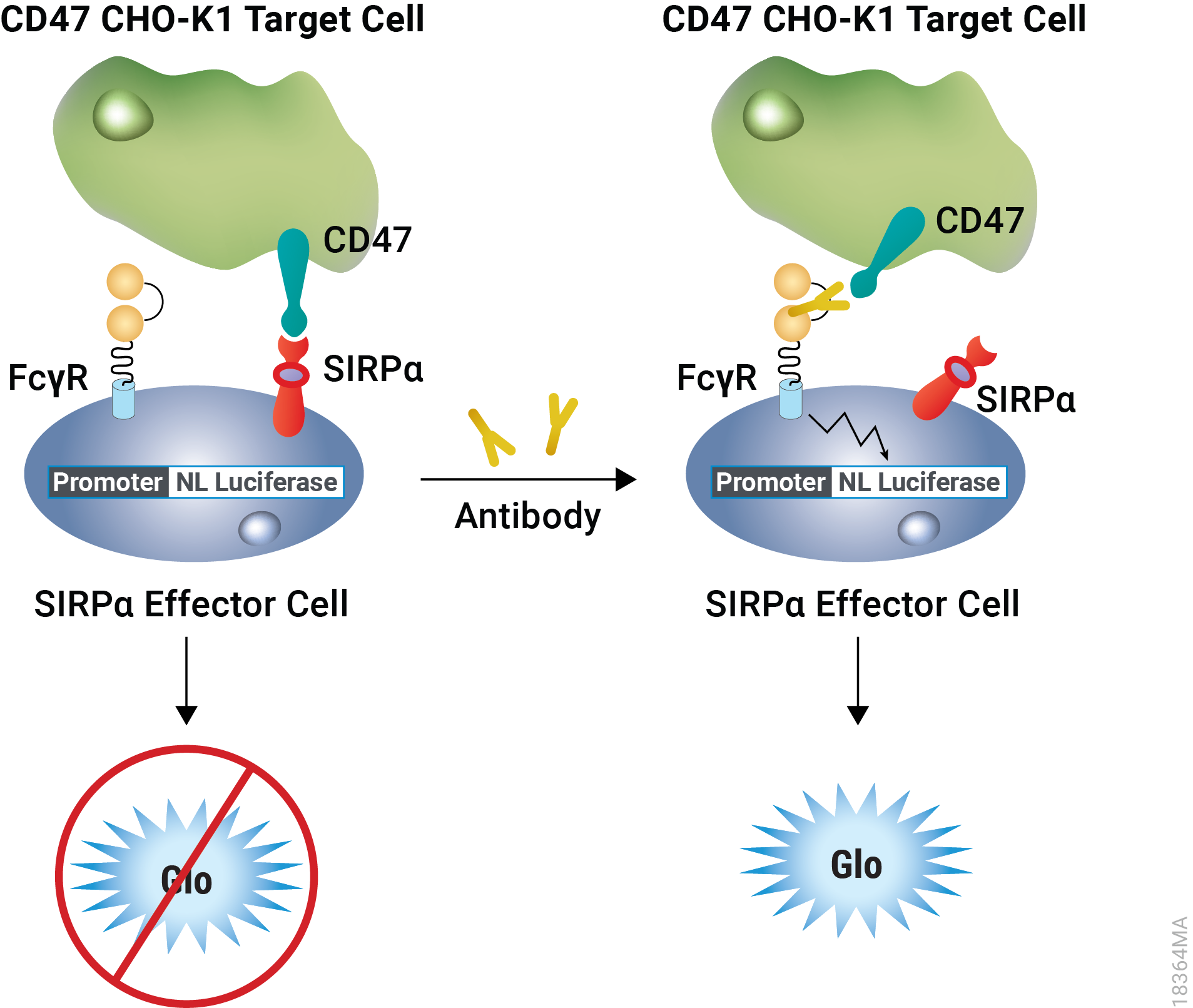 Representation of the SIRPα/CD47 Blockade Bioassay, Fc-Dependent.