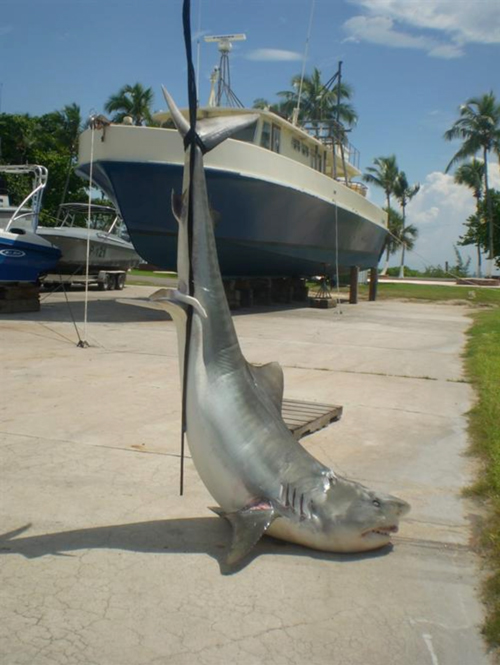 Tiger shark